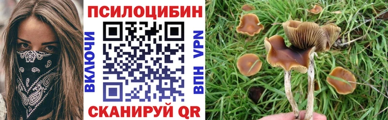 Псилоцибиновые грибы Cubensis  Вихоревка 